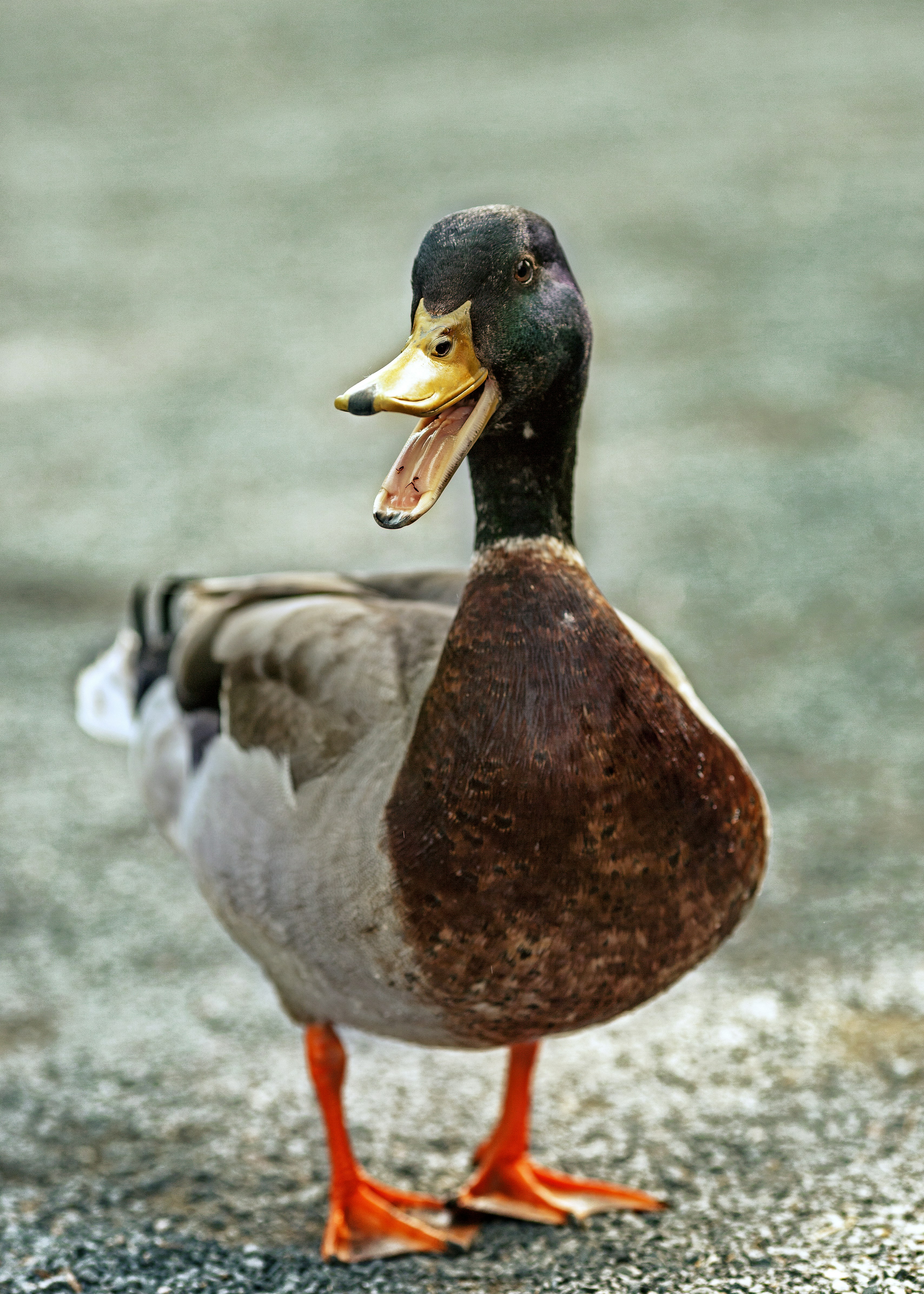 Best 500+ Duck Pictures | Download Free Images &amp; Stock Photos on ...