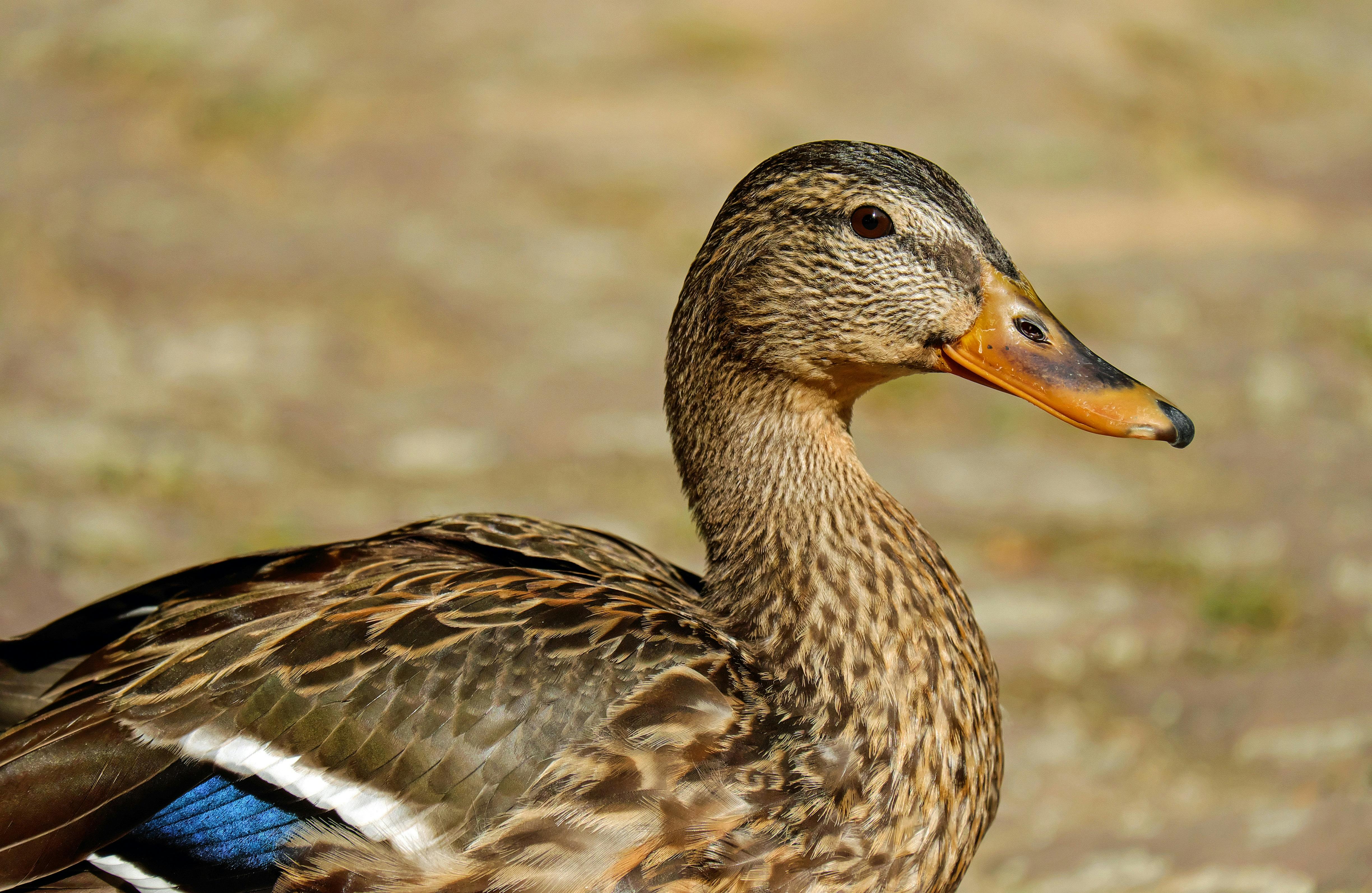 duck images free