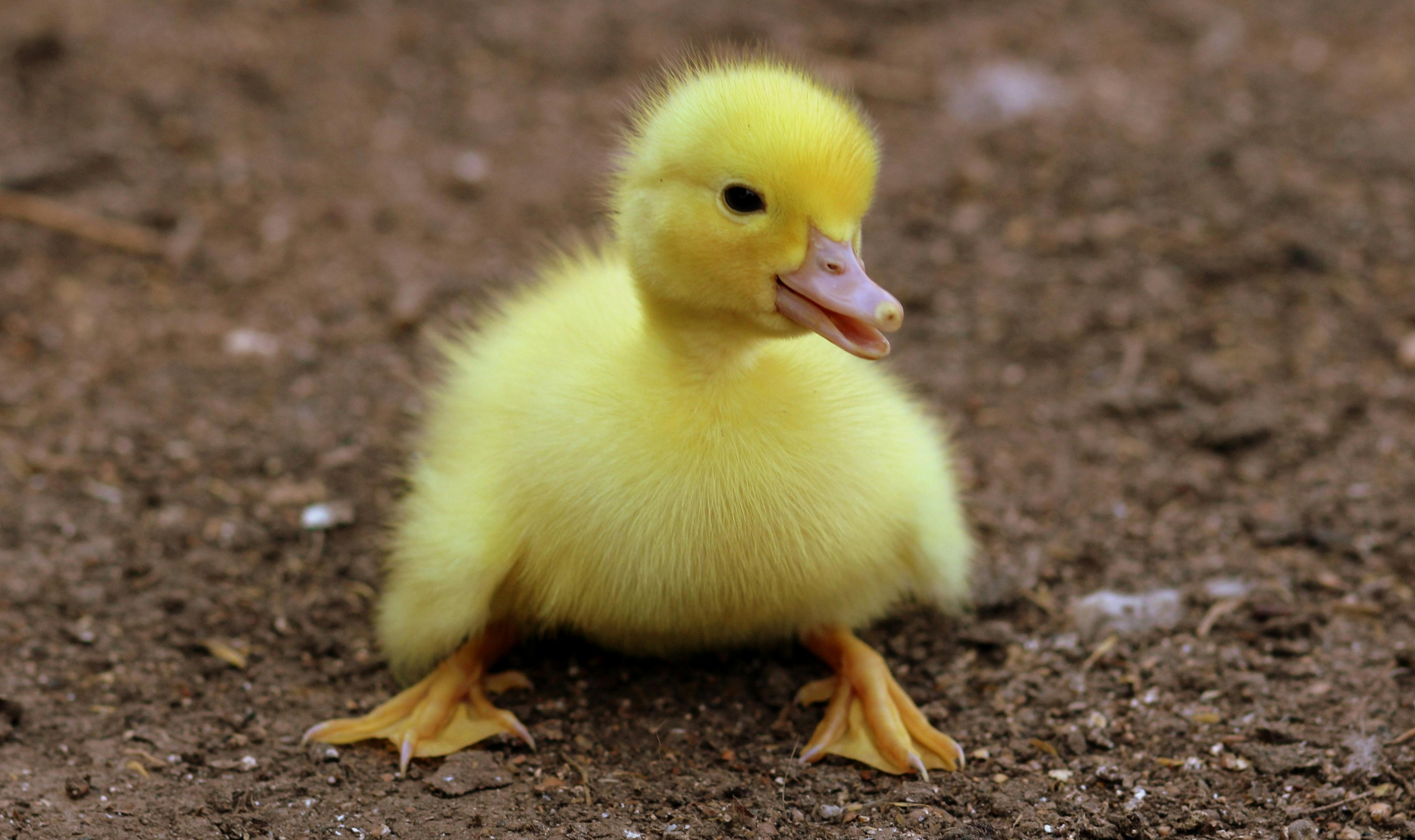 duck images free