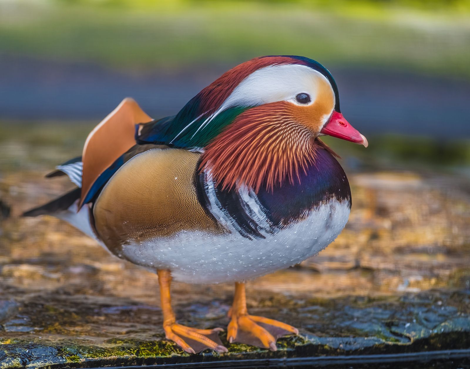 duck