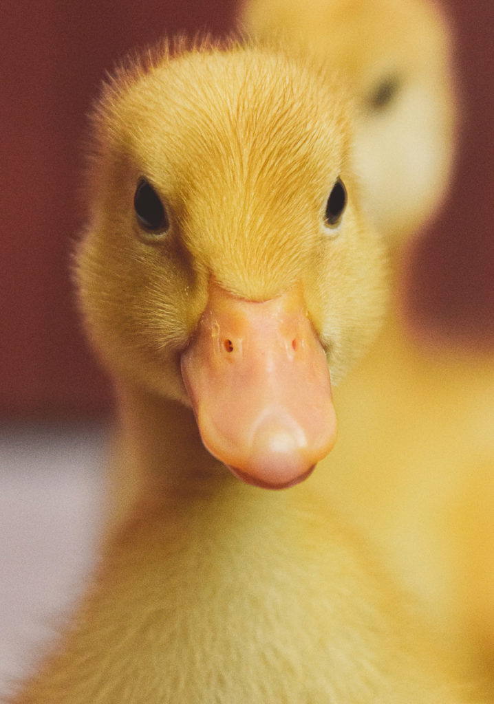 duck