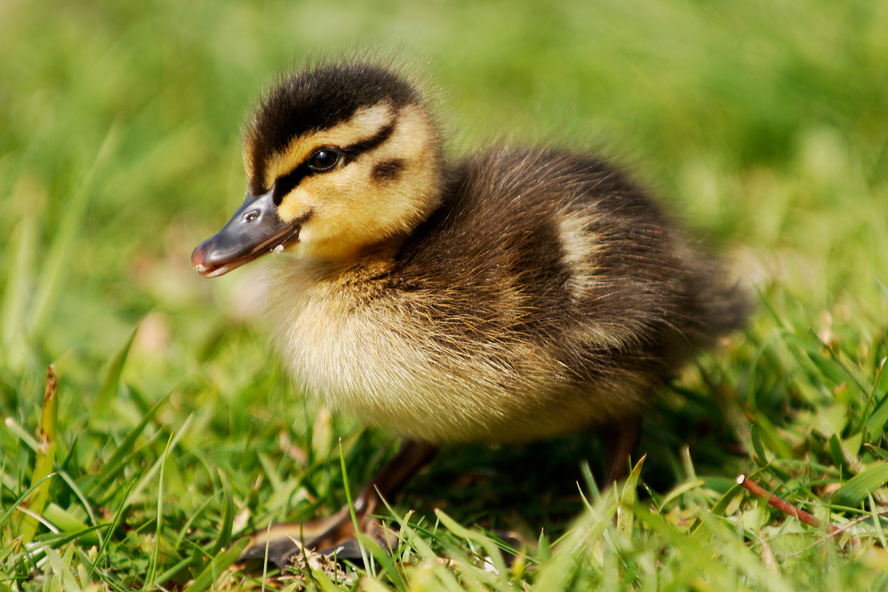ducks