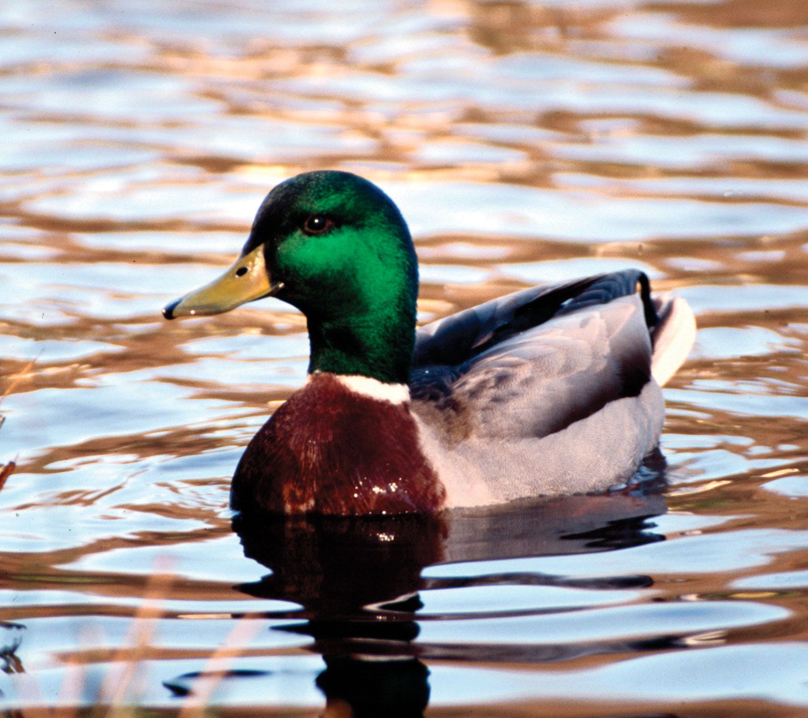 Duck | Definition, Types, &amp; Facts | Britannica