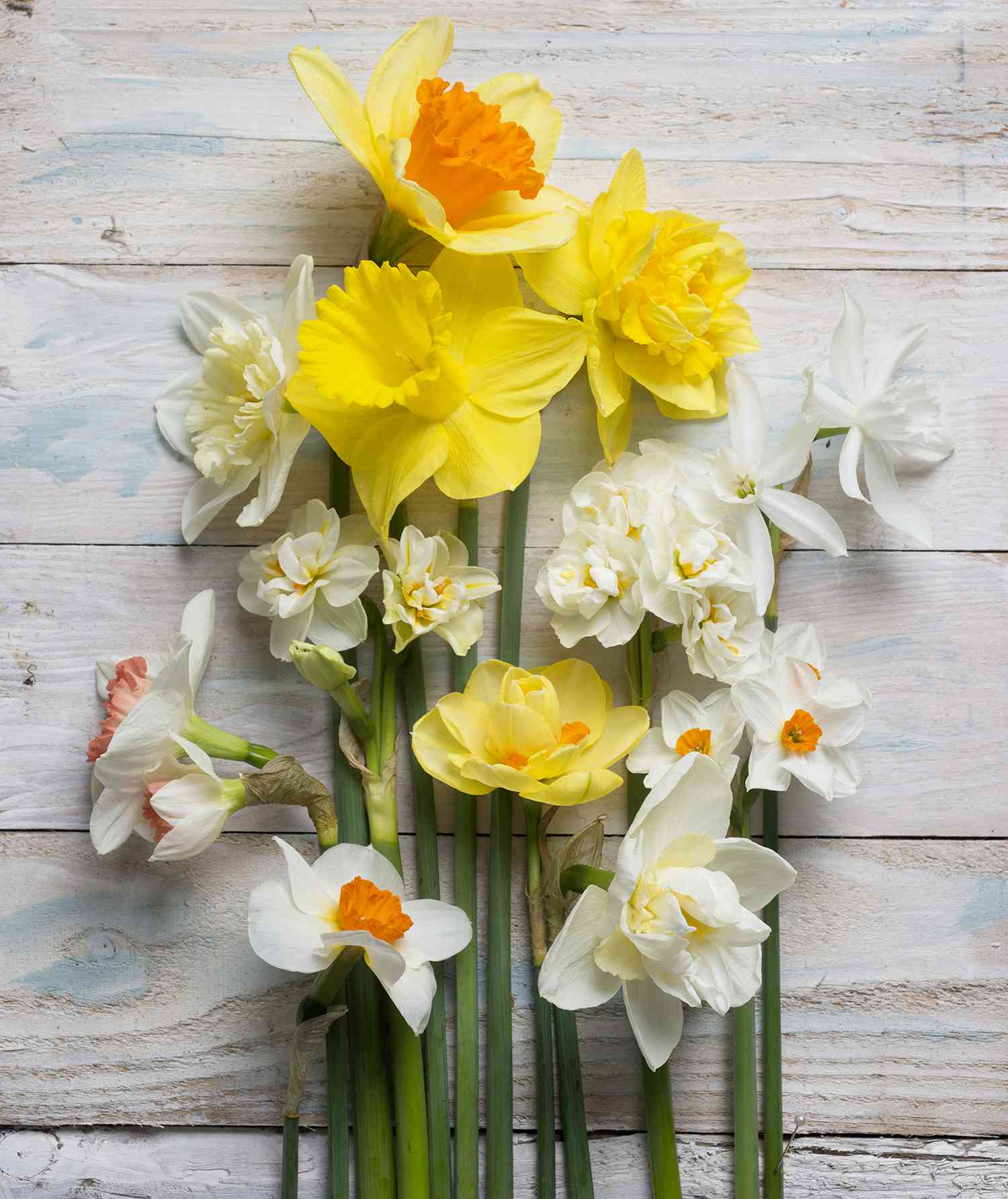 Your Guide to Easter Flowers