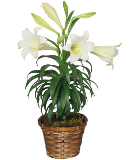 easter lilies