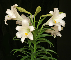 easter lilies