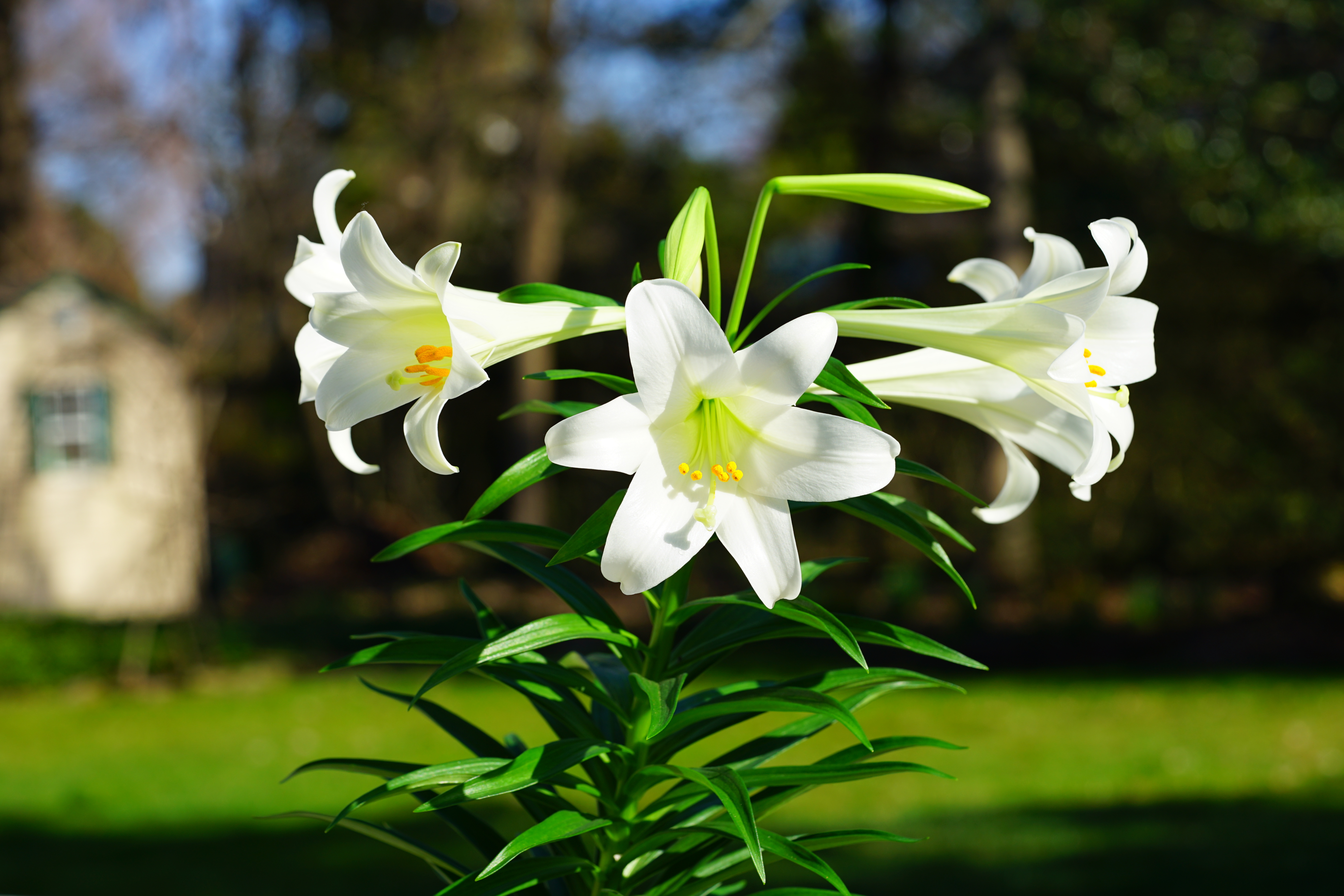 easter lily photo