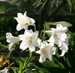 Easter Lily – Gardening Solutions