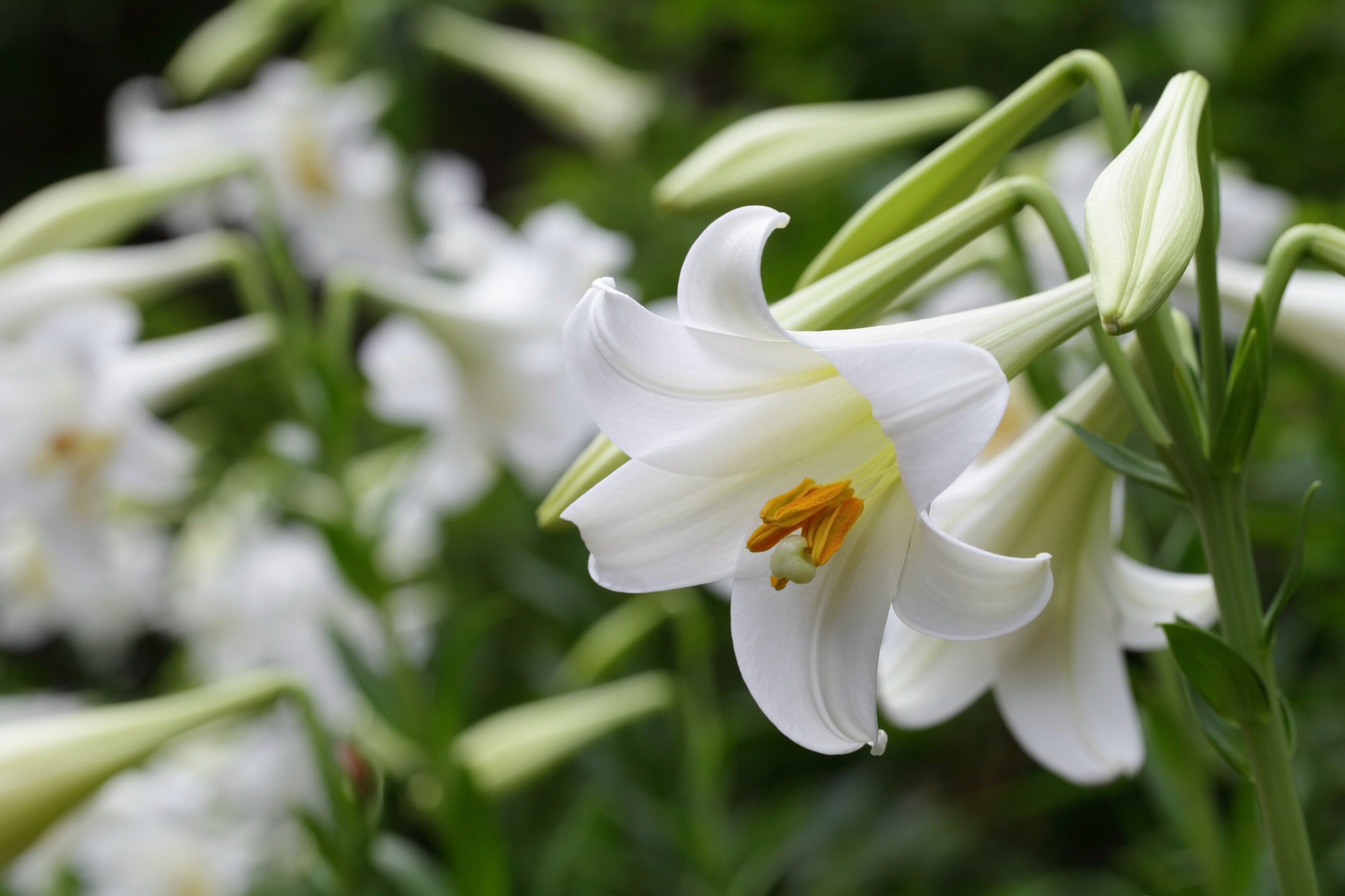 easter lily photo
