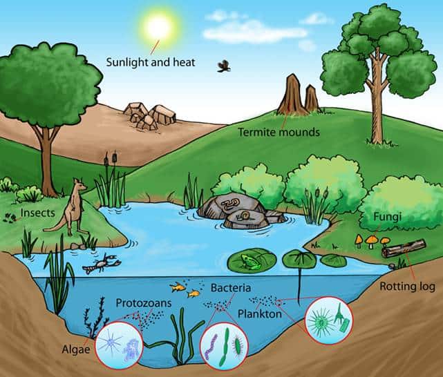 What are ecosystems and why theyre important, according to experts
