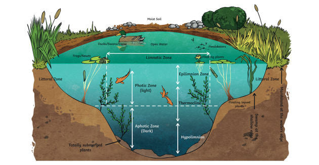 What is an ecosystem? - Twinkl