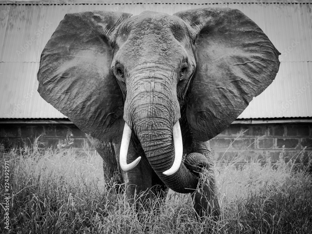 Photo &amp; Art Print powerful image of an Elephant in black and white ...