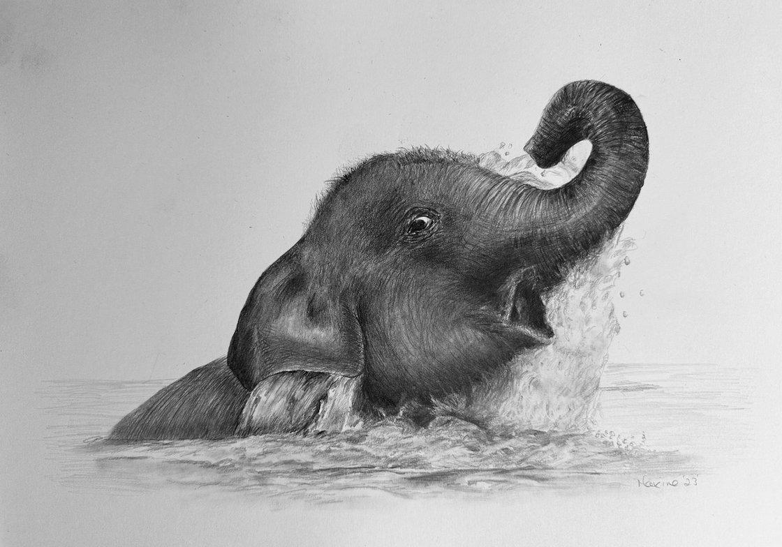 elephant drawings images