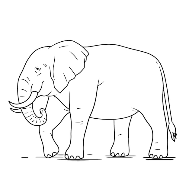 elephant drawings images