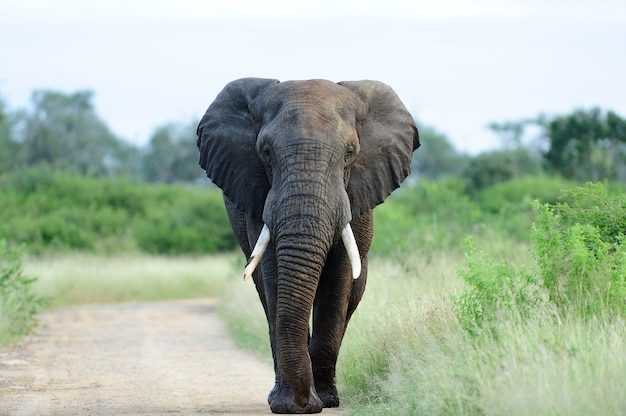 elephant images free