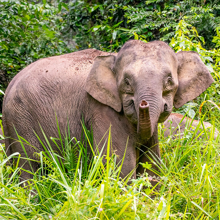 elephant images