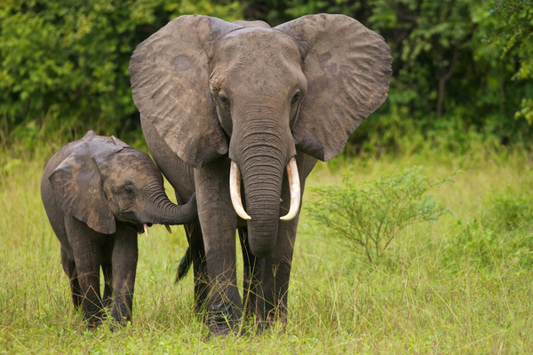 Elephants: Earths Largest Land-Animals | Live Science
