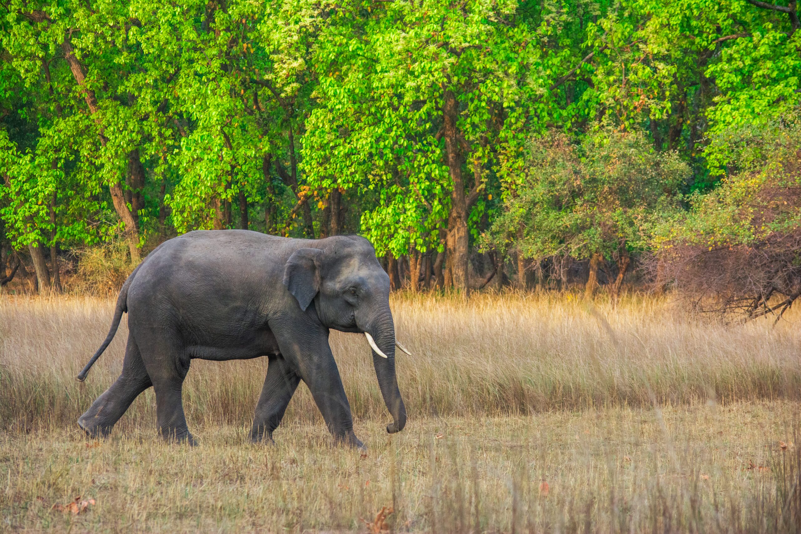 elephants images