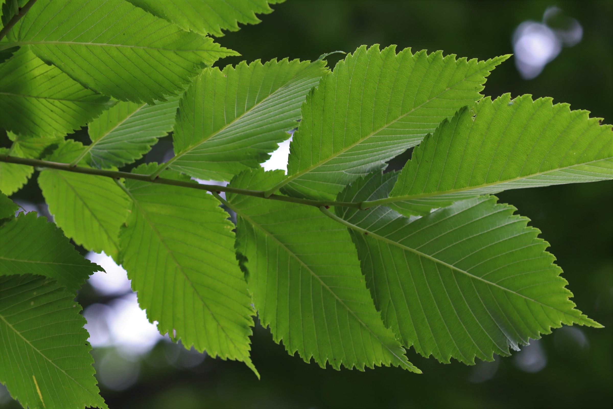 elm leafs