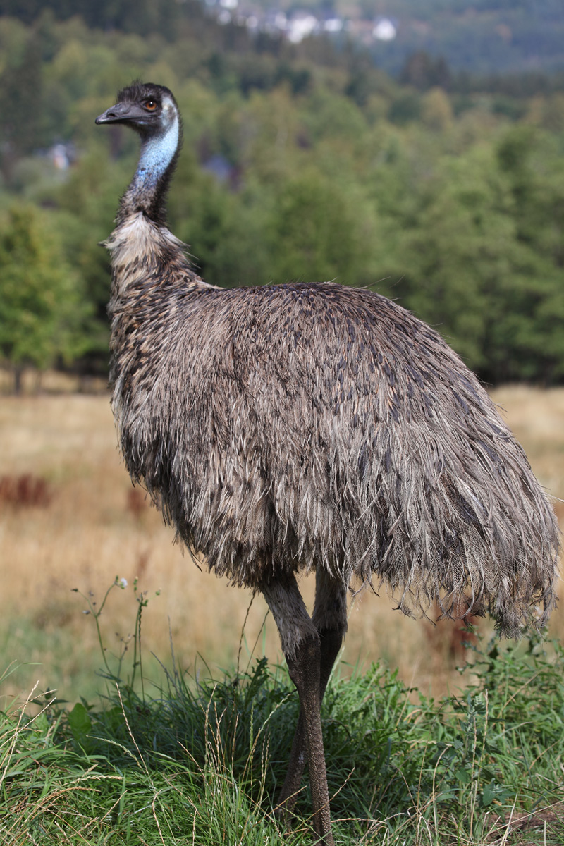 Emus – Panorama Park Sauerland Wildpark