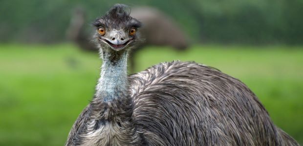 Der Emu - Läufer statt Flieger - Vogelbeobachtung in Deutschland