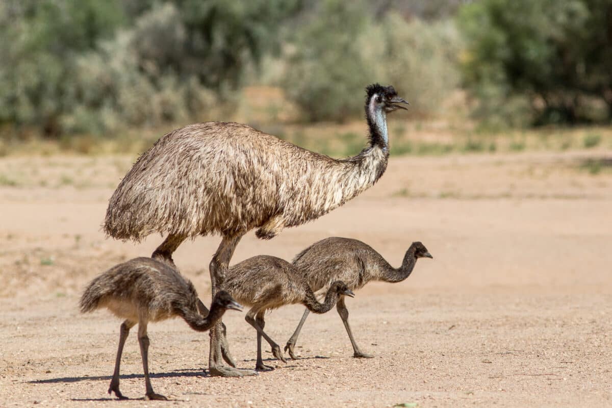Discover the Fascinating World of Emus at Billabong Sanctuary