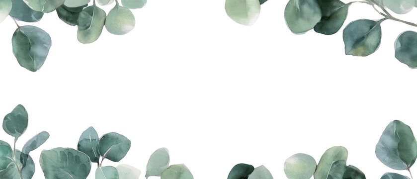 eucalyptus border clipart