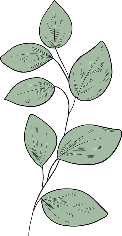 Eucalyptus branch - Free vector clipart images on clipart library.com