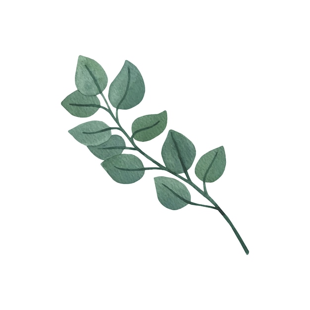 Premium Vector | Round eucalyptus clipart for wedding invitations
