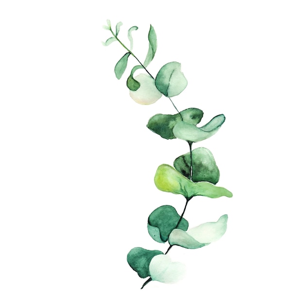 eucalyptus leaves clipart