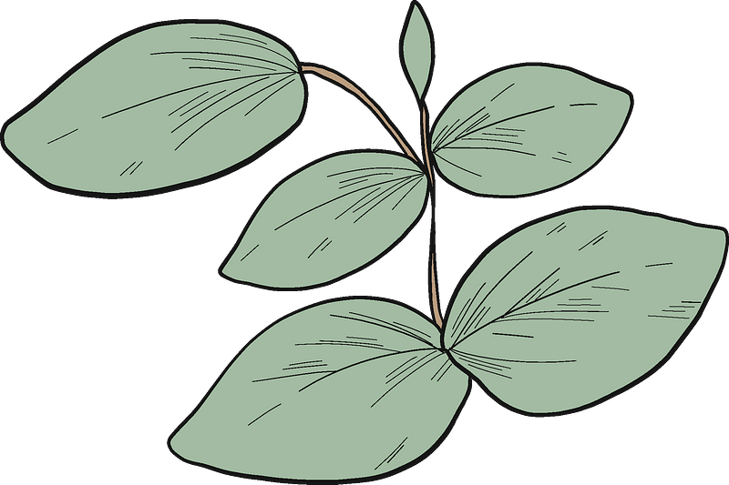 eucalyptus leaves clipart