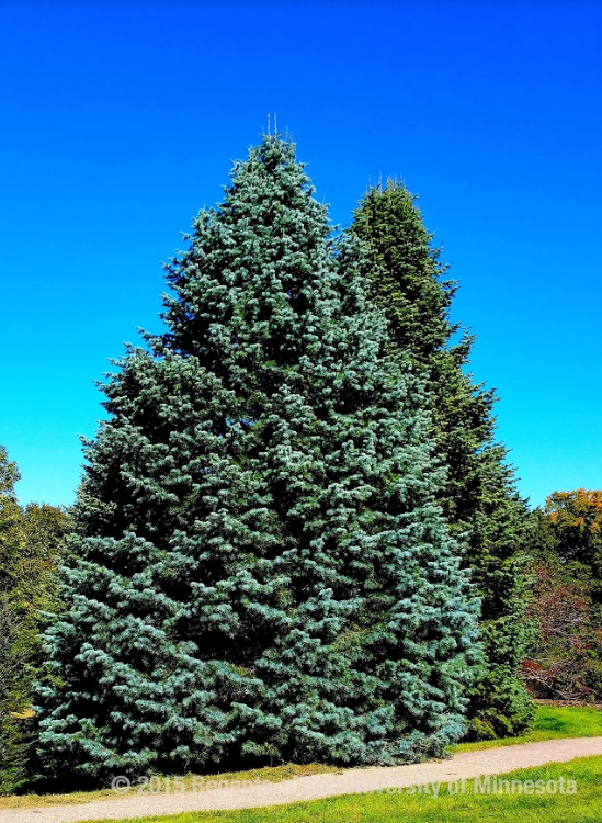 Choosing evergreens for your landscape | UMN Extension