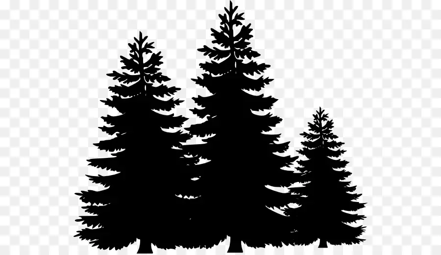 Silhouette Of Evergreen Trees - Silhouette of Evergreen Trees ...