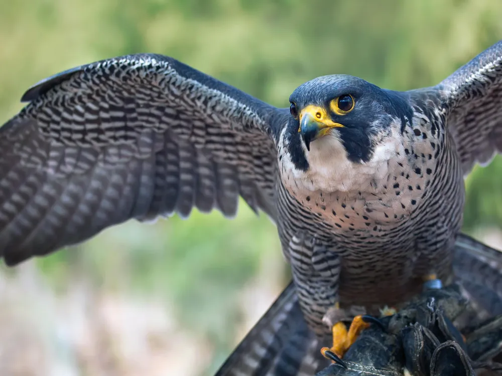 Ten Fun Facts About Falcons, the Birds | Smithsonian