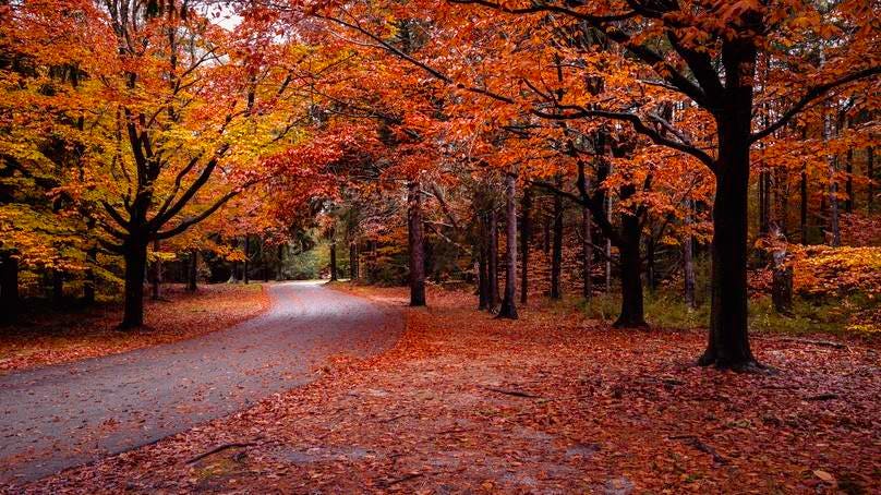 Where To See Fall Foliage In 2024: A Guide To Planning Your Leaf ...