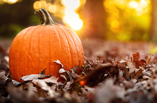 Fall Pumpkin-Bilder: Stock-Fotos &amp; -Videos. | Adobe Stock