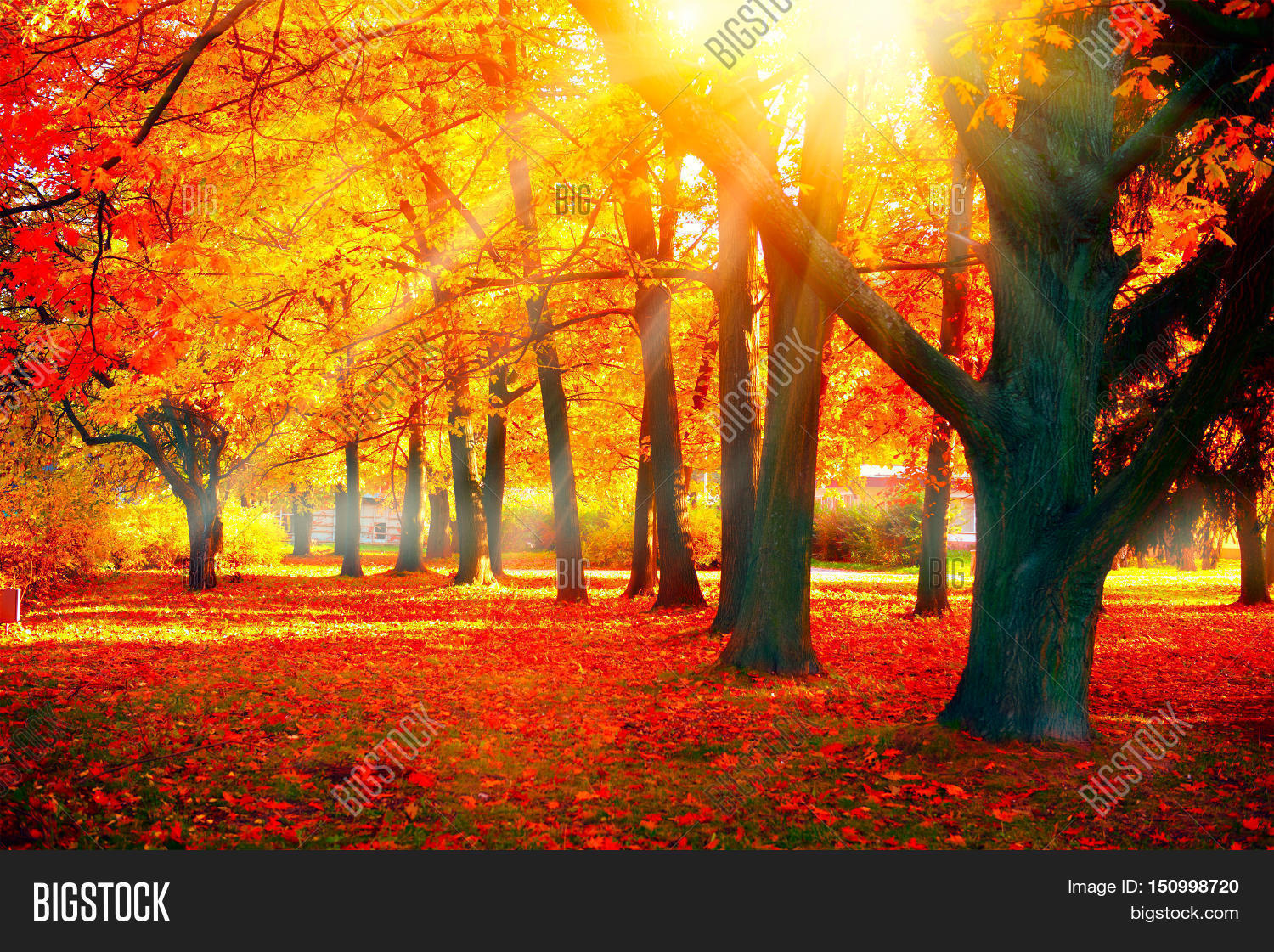 Bild und Foto zu Autumn (Kostenlose Probeversion) | Bigstock