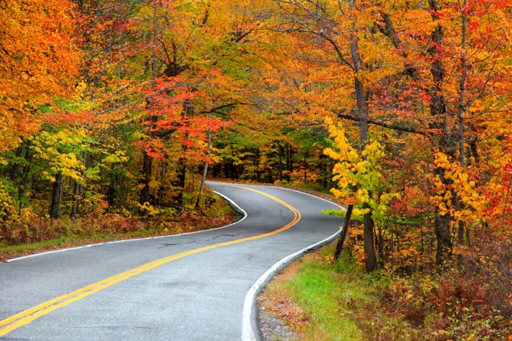 fall trees
