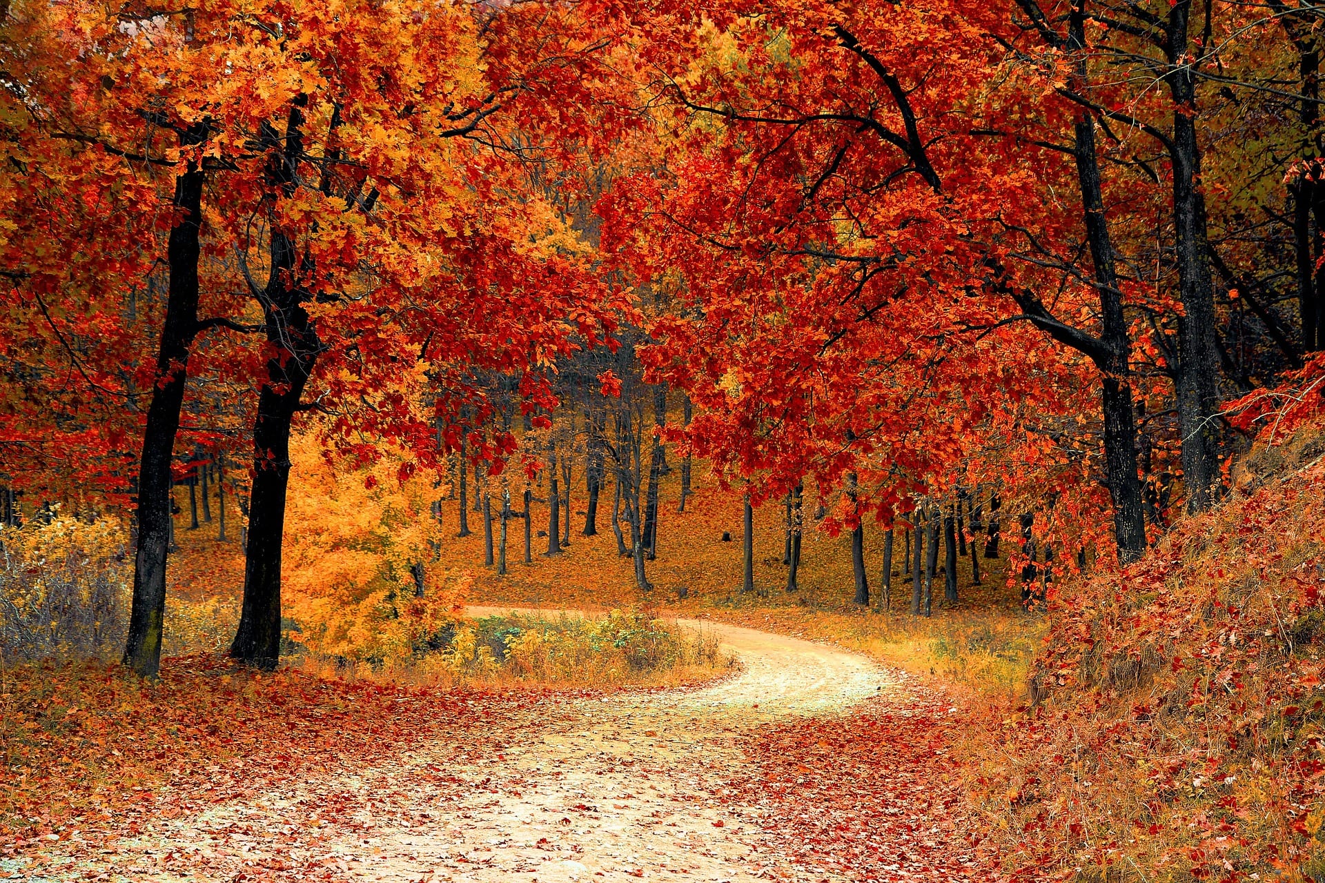 The Best Trees to Plant for Fall Colors | Wachtel Tree Science