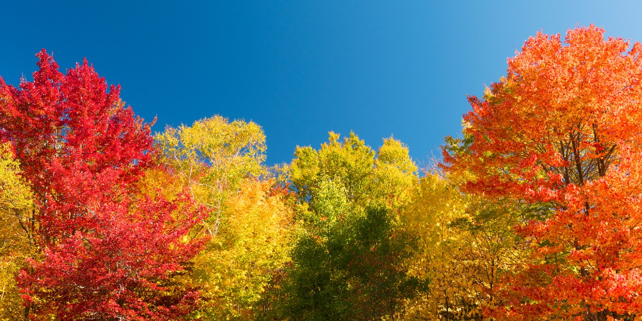 The Trees with the Most Vibrant Fall Leaf Colors