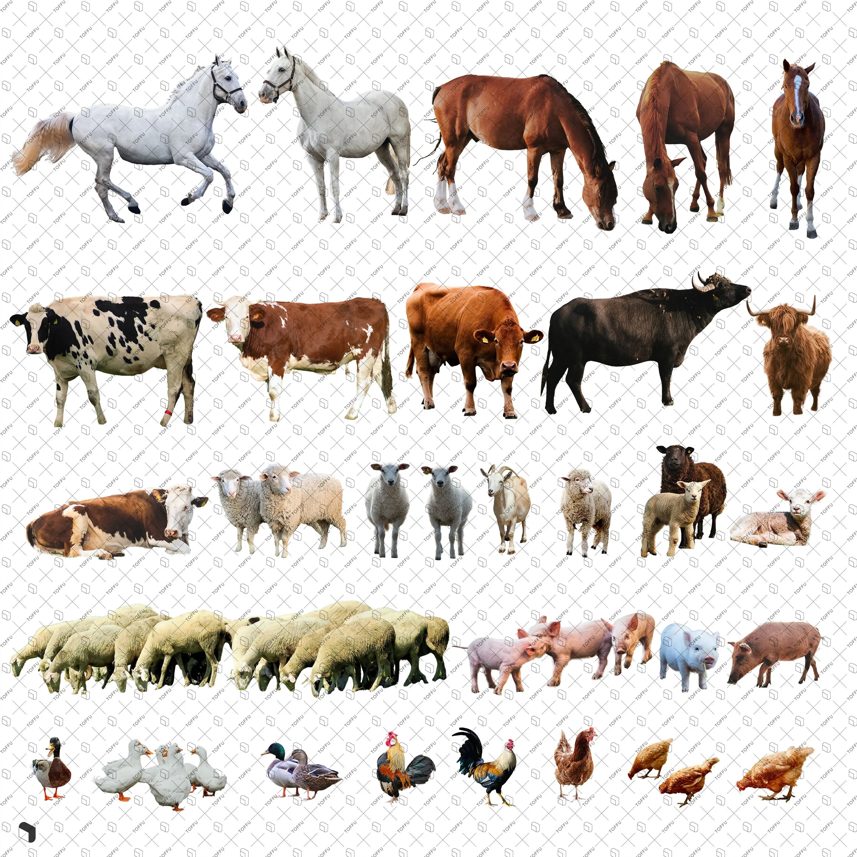 farm animal images