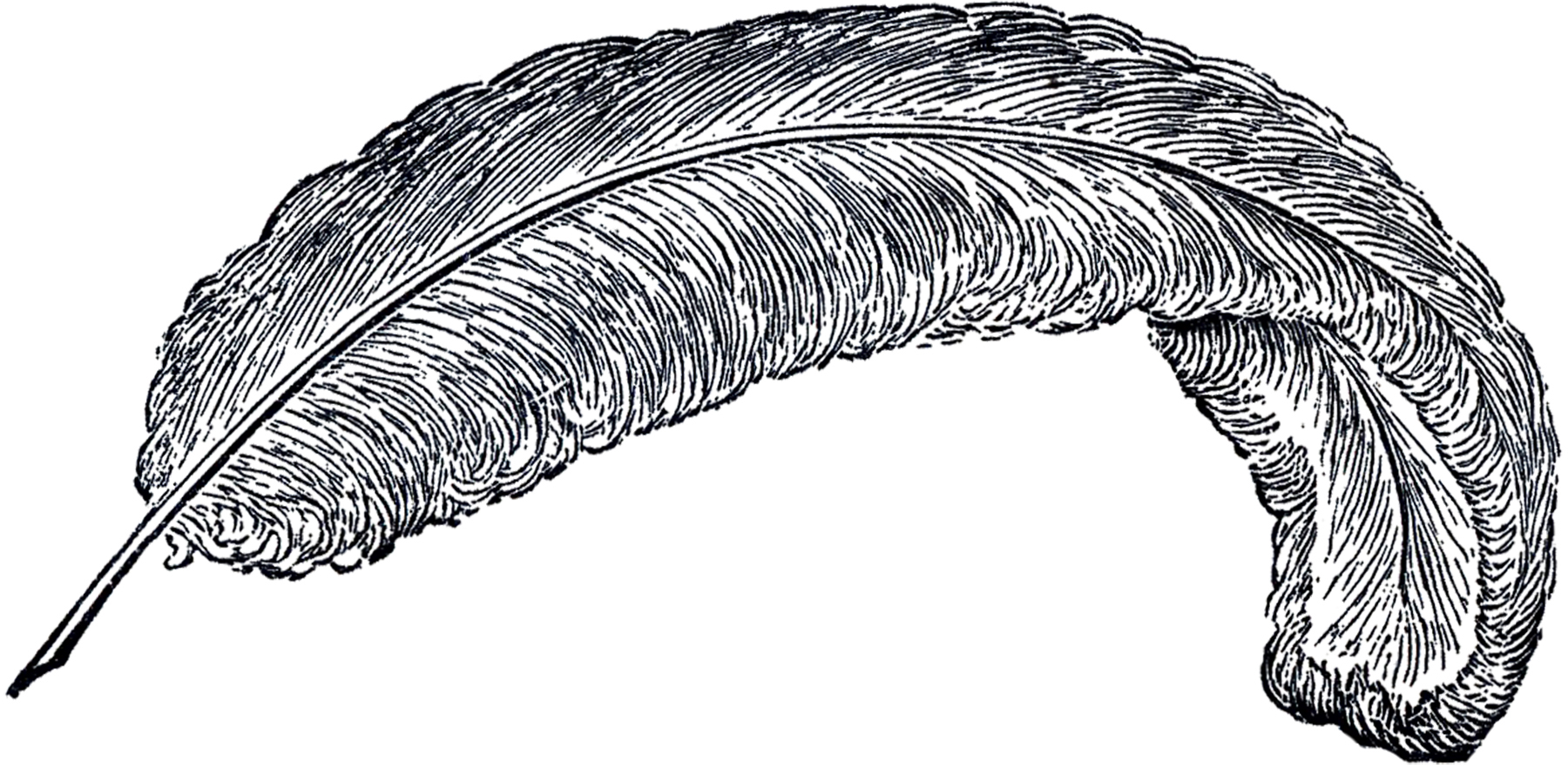 feathers clipart 2024