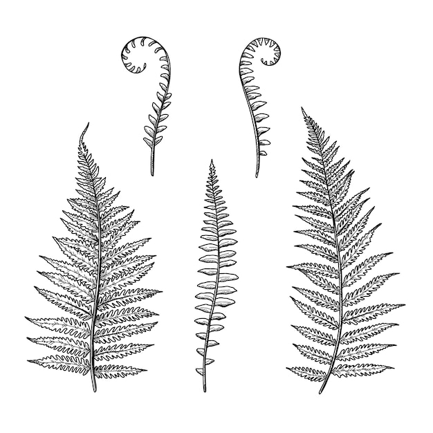 Fern Clipart Images - Free Download on clipart library