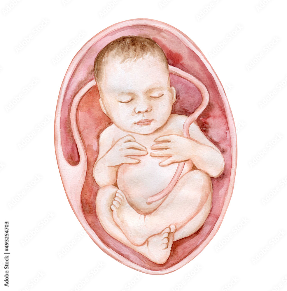 newborn baby in mothers womb, Child development Fetus watercolor ...
