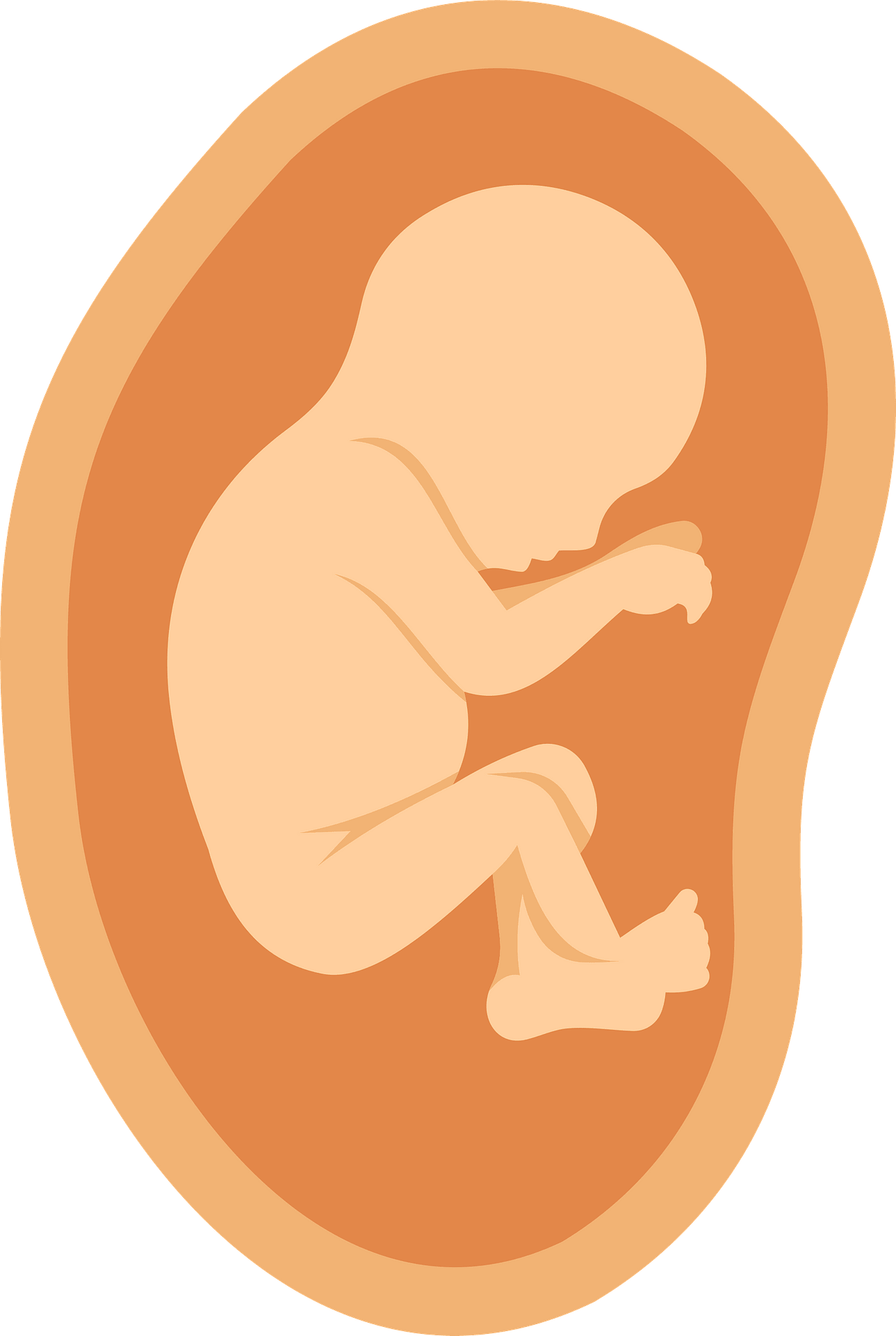 20+ Free Fetus Clipart Images