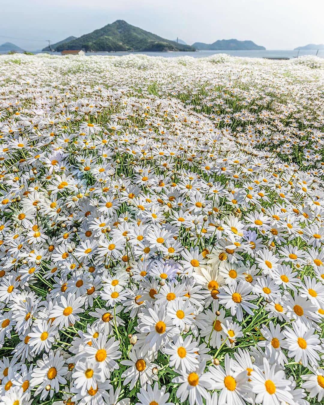 A field of daisies. : r/flowers