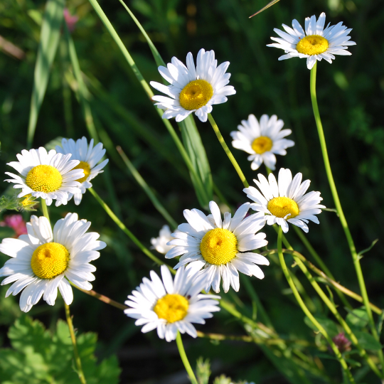 Field Daisy (Leucanthemum vulgare) | Terre promise