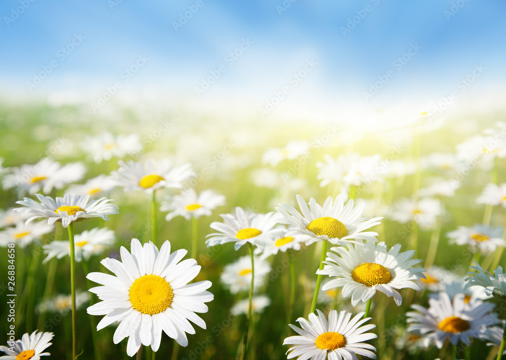 field of daisy flowers, Iakov Kalinin Foto, Poster, Wandbilder bei ...