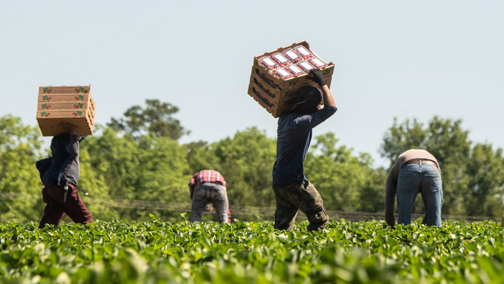 Farmworkers are Vital to a Resilient Food System | Home