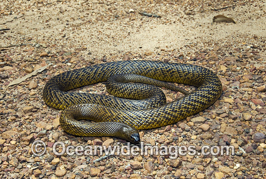 Taipan Snake Photos, Pictures and Images